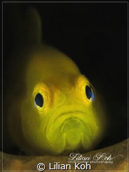 M E L A N C H O L Y
Lemon Goby by Lilian Koh 